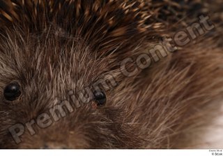 Hedgehog - Erinaceus europaeus  3 ear eye 0001.jpg